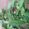 Hesteria parvifolia 