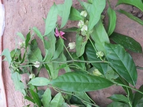 Hesteria parvifolia 