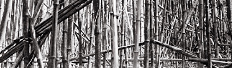 13-bambou.jpg